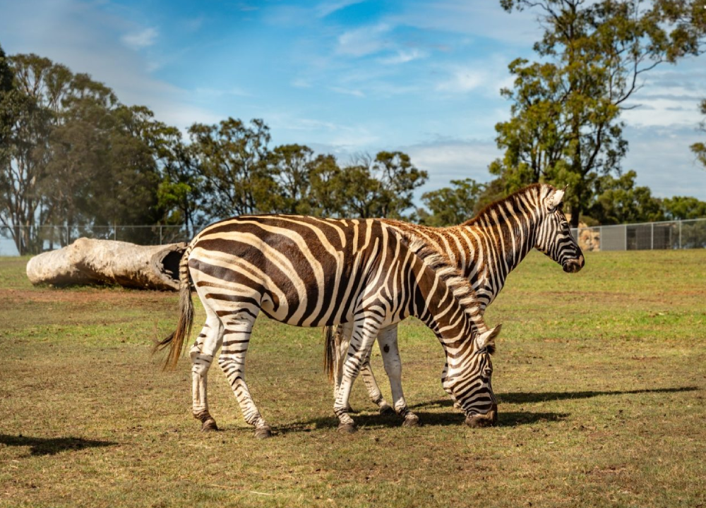 Hunter Valley Wildlife Park Ticket - Image 5 of 5