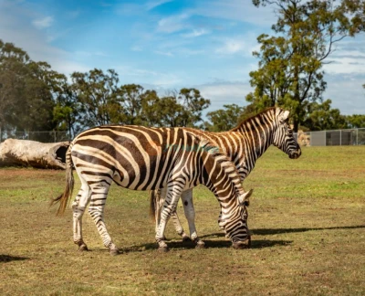 Hunter Valley Wildlife Park Ticket - Entdecken Sie Australiens einzigartige Tierwelt im Hunter Valley Wildlife Park. Buchen Sie Ihre Tickets online, um Kängurus, Koalas, Löwen und exotische Vögel in einer familienfreundlichen Umgebung zu treffen. Genießen Sie praktische Tierbegegnungen und lehrreiche Erlebnisse nur wenige Minuten von den Weinbergen des Hunter Valley entfernt. Verpassen Sie nicht diese erstklassige Tierattraktion in New South Wales. Hunter Valley Wildlife Park Ticket - Bild 5 von 5
