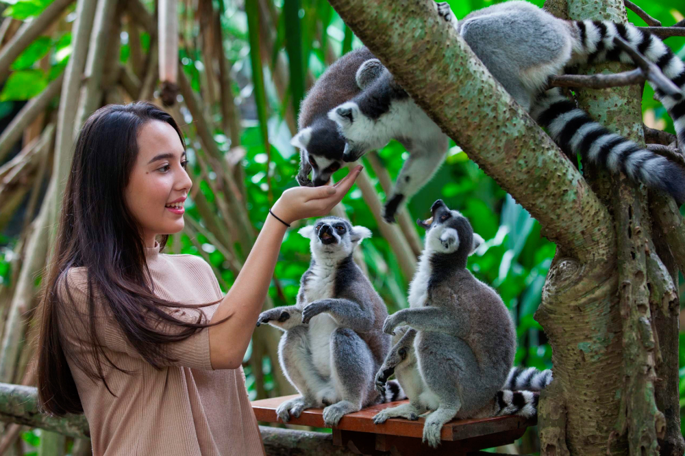 Bali Zoo Ticket - Secure your Bali Zoo ticket for skip-the-line entry to Gianyar’s top-rated wildlife park. Enjoy up-close animal encounters with orangutans, Sumatran tigers, elephants, Komodo dragons, and exotic birds. Join interactive feeding sessions, explore the Kids’ Farm, and experience the exclusive Evening Program “Behind Closed Doors” for a thrilling night zoo adventure. Book now for the ultimate Bali animal safari. Bali Zoo Ticket - Image 1 of 5