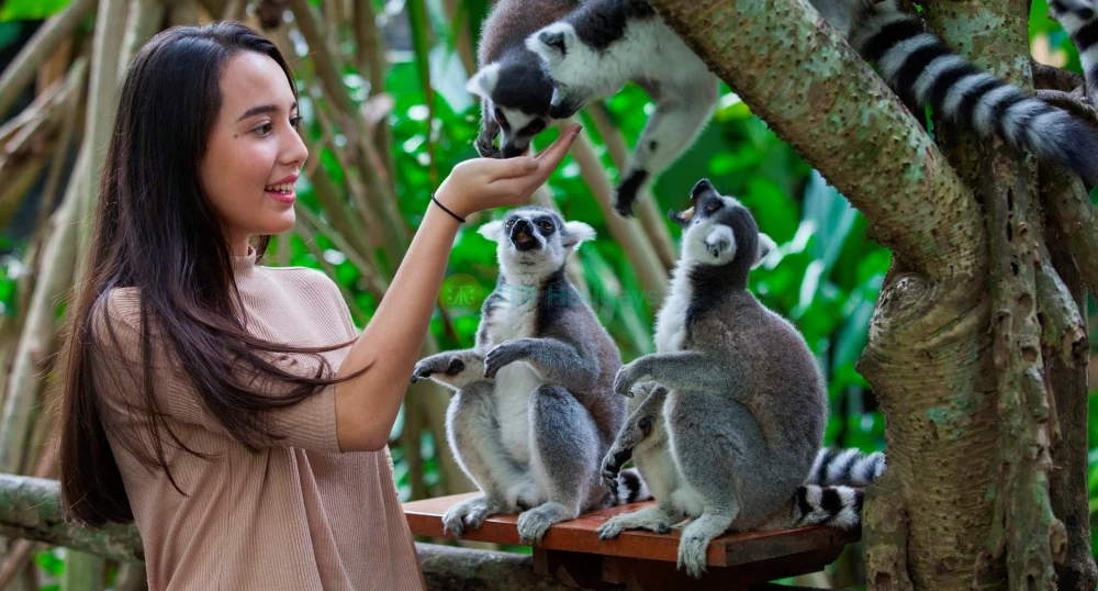 Bali Zoo Ticket - Secure your Bali Zoo ticket for skip-the-line entry to Gianyar’s top-rated wildlife park. Enjoy up-close animal encounters with orangutans, Sumatran tigers, elephants, Komodo dragons, and exotic birds. Join interactive feeding sessions, explore the Kids’ Farm, and experience the exclusive Evening Program “Behind Closed Doors” for a thrilling night zoo adventure. Book now for the ultimate Bali animal safari. Bali Zoo Ticket - Image 1 of 5