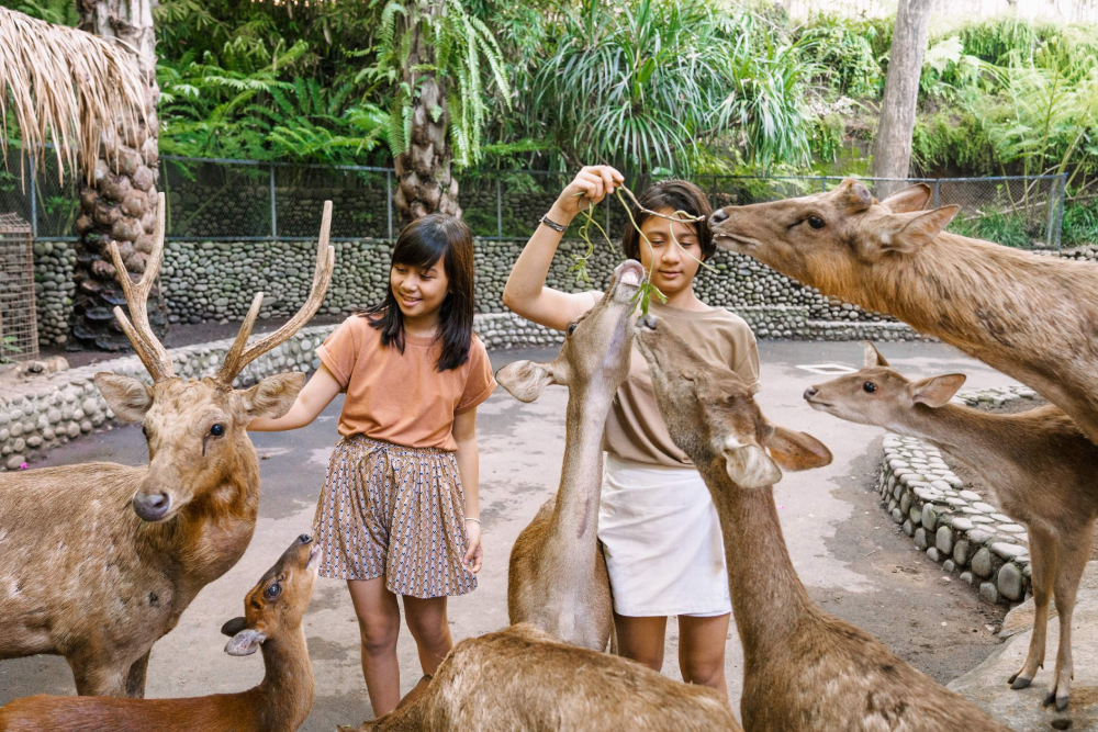 Bali Zoo Ticket - Secure your Bali Zoo ticket for skip-the-line entry to Gianyar’s top-rated wildlife park. Enjoy up-close animal encounters with orangutans, Sumatran tigers, elephants, Komodo dragons, and exotic birds. Join interactive feeding sessions, explore the Kids’ Farm, and experience the exclusive Evening Program “Behind Closed Doors” for a thrilling night zoo adventure. Book now for the ultimate Bali animal safari. Bali Zoo Ticket - Image 2 of 5