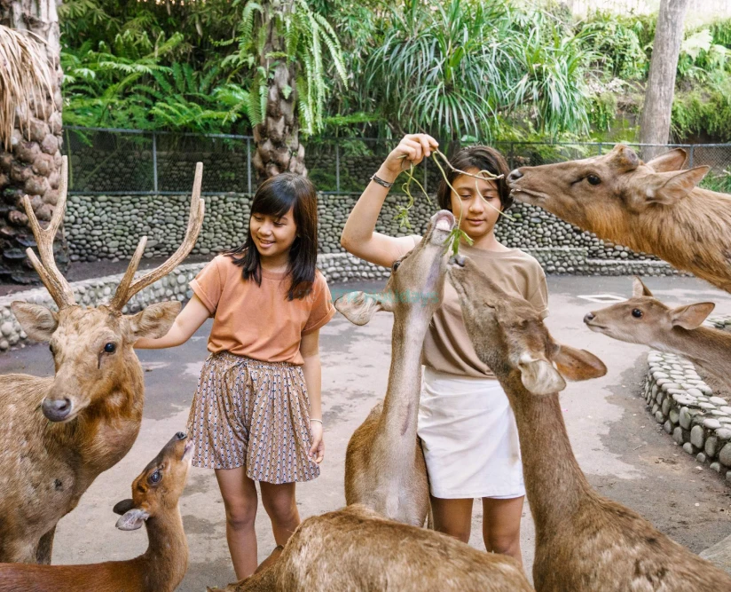 Bali Zoo Ticket - Image 2 of 5