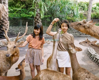 Bali Zoo Ticket - Secure your Bali Zoo ticket for skip-the-line entry to Gianyar’s top-rated wildlife park. Enjoy up-close animal encounters with orangutans, Sumatran tigers, elephants, Komodo dragons, and exotic birds. Join interactive feeding sessions, explore the Kids’ Farm, and experience the exclusive Evening Program “Behind Closed Doors” for a thrilling night zoo adventure. Book now for the ultimate Bali animal safari. Bali Zoo Ticket - Image 2 of 5