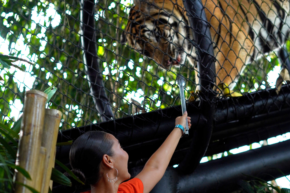 Bali Zoo Ticket - Image 6 of 6