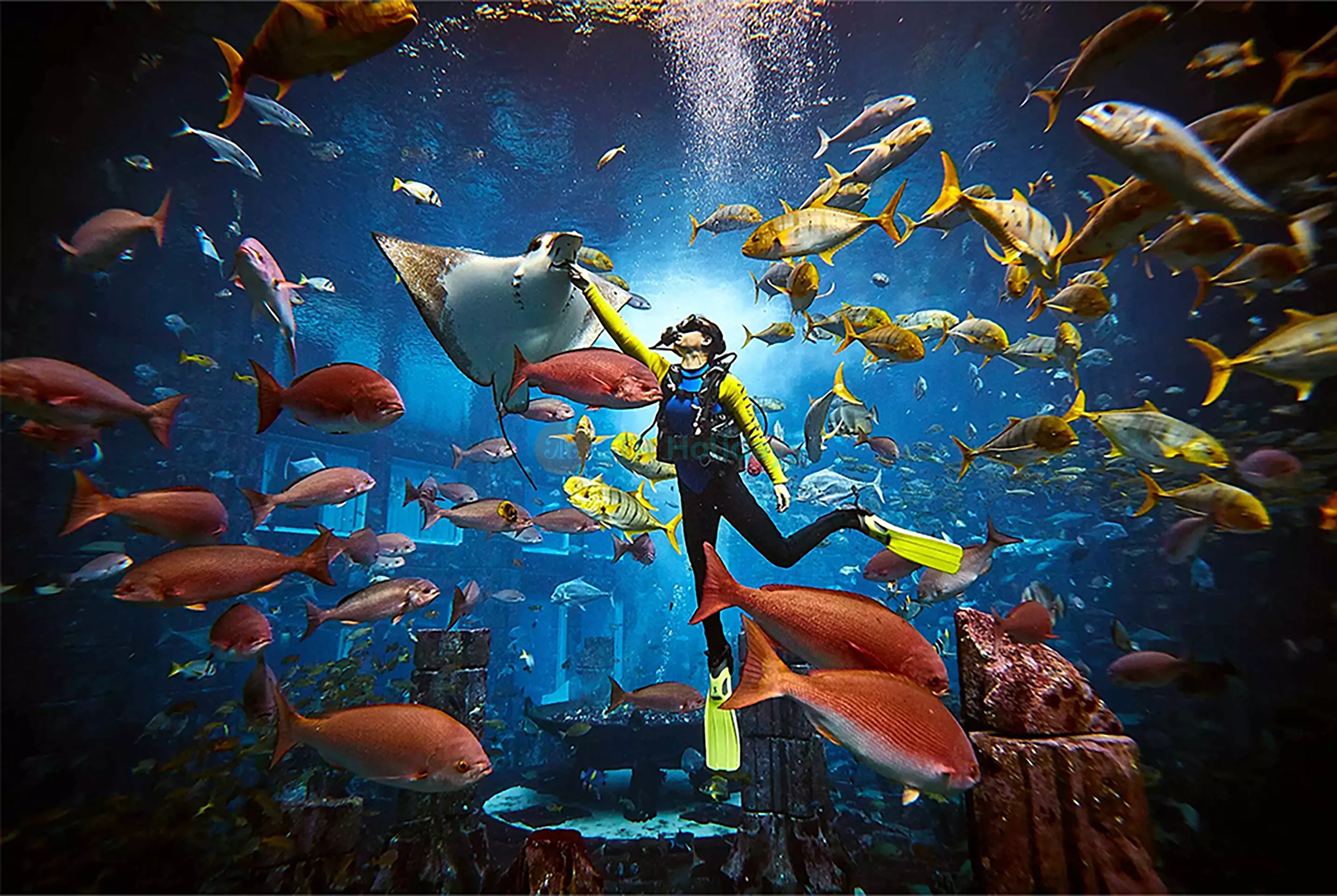 Atlantis The Palm Staycation Offer Deals - -1 Nights 0 Days
