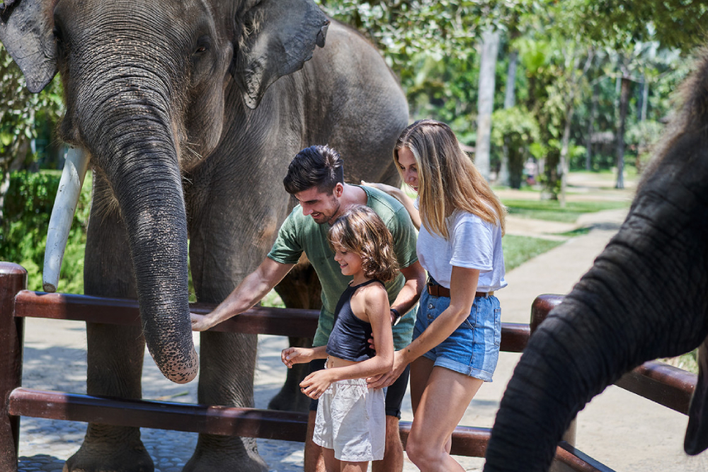 Mason Elephant Safari Park Bali - Experience the ultimate ethical elephant safari at Mason Elephant Safari Park in Bali with JTR Holidays. Enjoy up-close elephant encounters, scenic river baths, traditional Balinese performances, and support vital conservation efforts. Book your guided adventure today. Mason Elephant Safari Park Bali - Image 1 of 5