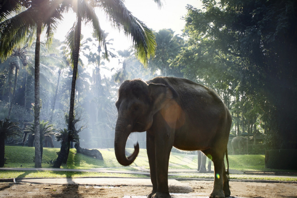 梅森大象探险公园 巴厘岛 - Image 2 of 7