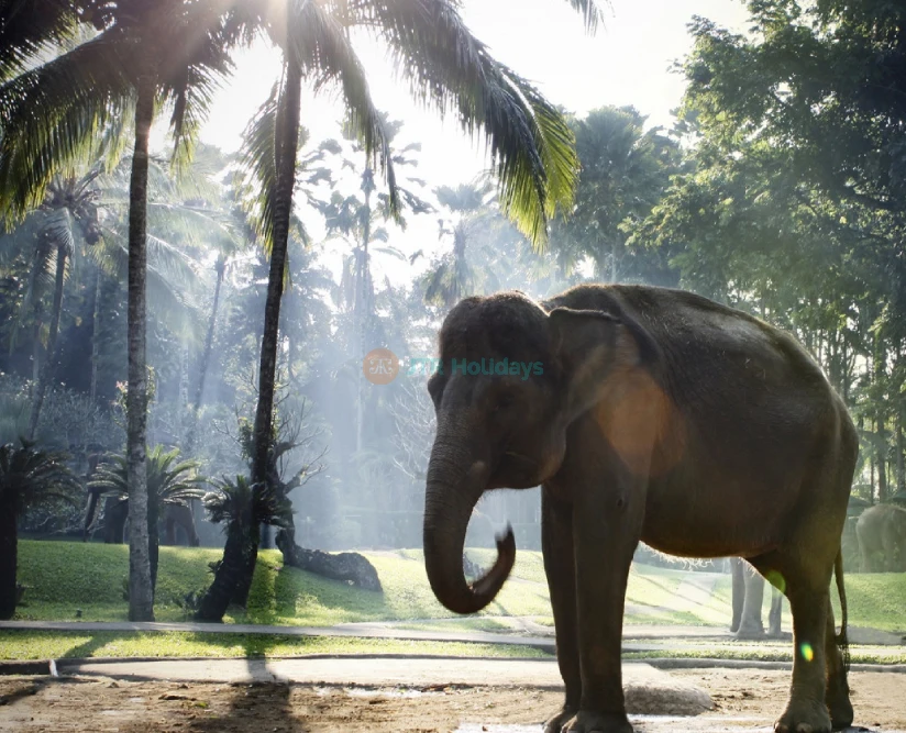 Parque de Safari de Elefantes Mason Bali - Imagen 2 de 5