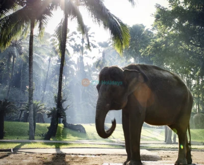 Mason Elephant Safari Park Bali - Image 2 of 5