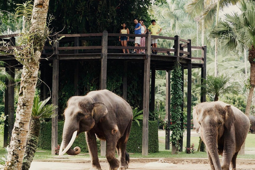 Mason Elephant Safari Park Bali - Experience the ultimate ethical elephant safari at Mason Elephant Safari Park in Bali with JTR Holidays. Enjoy up-close elephant encounters, scenic river baths, traditional Balinese performances, and support vital conservation efforts. Book your guided adventure today. Mason Elephant Safari Park Bali - Image 3 of 5
