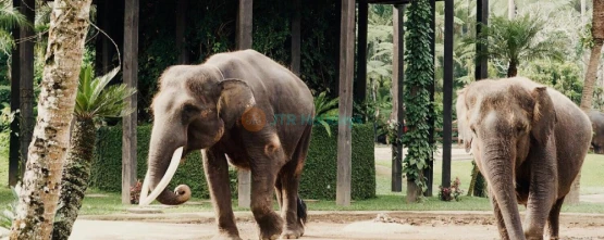Mason Elephant Safari Park - JTR Holidays