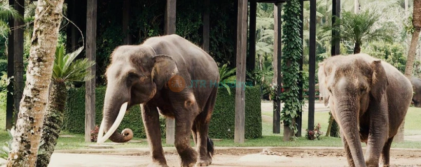 Mason Elephant Safari Park Bali - Image 3 of 5