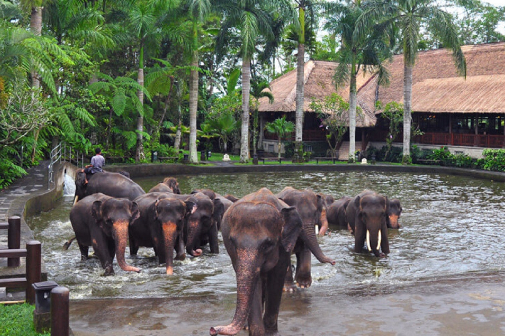 Mason Elephant Safari Park Bali - Experience the ultimate ethical elephant safari at Mason Elephant Safari Park in Bali with JTR Holidays. Enjoy up-close elephant encounters, scenic river baths, traditional Balinese performances, and support vital conservation efforts. Book your guided adventure today. Mason Elephant Safari Park Bali - Image 4 of 5