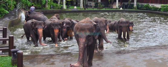 Mason Elephant Safari Park - JTR Holidays