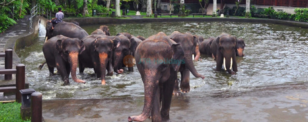 Mason Elephant Safari Park Bali - Image 4 of 5
