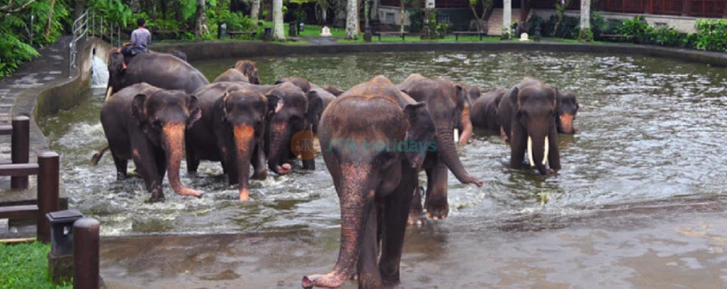 Mason Elephant Safari Park Bali - Image 4 of 5
