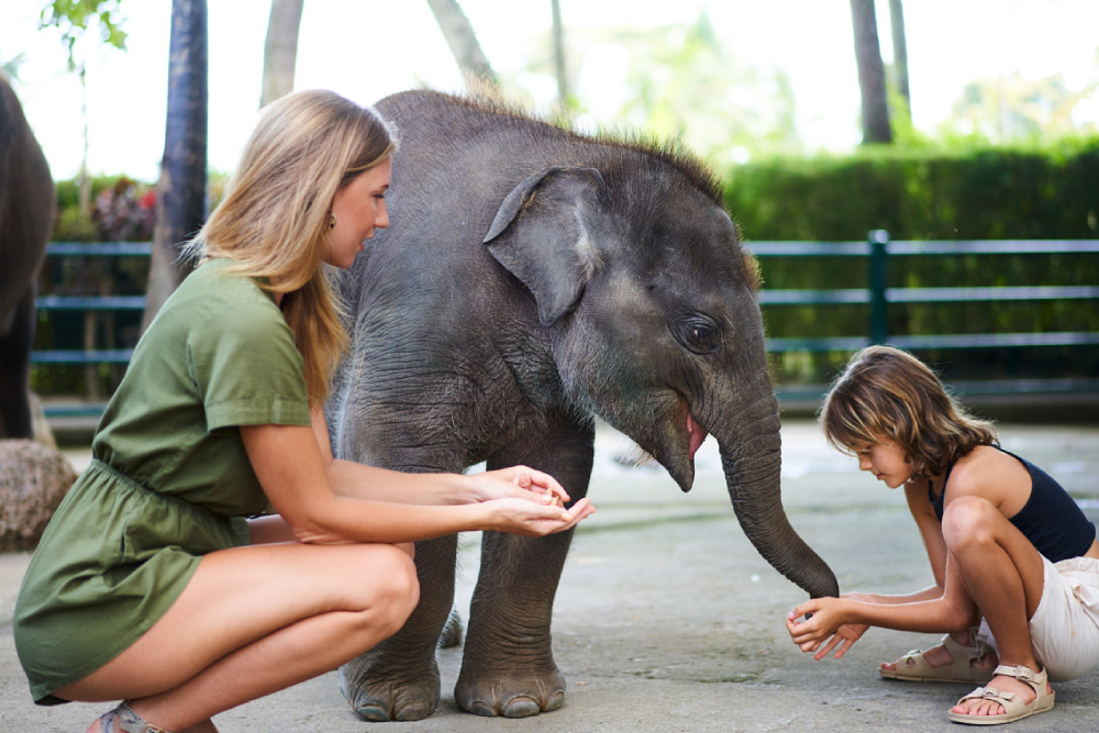 梅森大象探险公园 巴厘岛 - Image 5 of 7