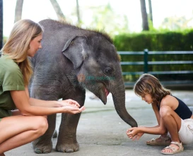 Mason Elephant Safari Park - JTR Holidays