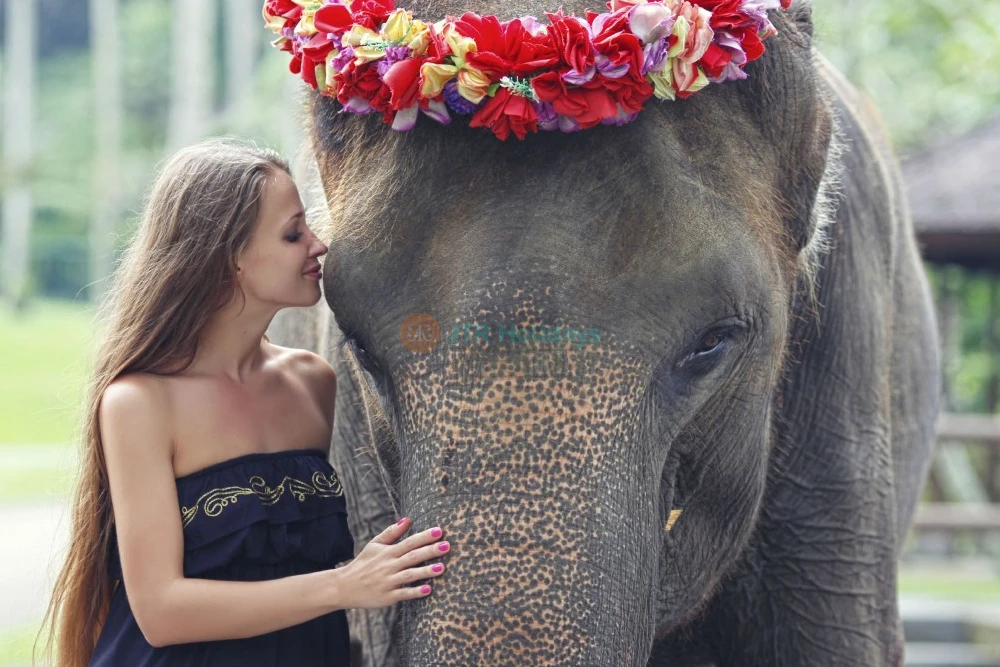 Mason Elephant Safari Park Bali - Image 6 of 7