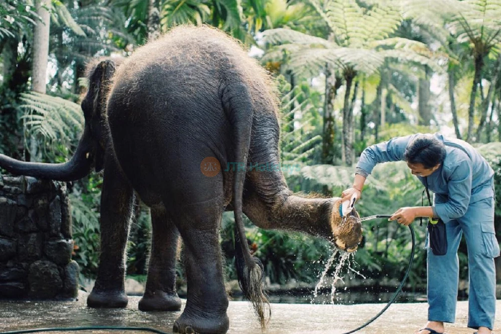 Mason Elephant Safari Park - JTR Holidays