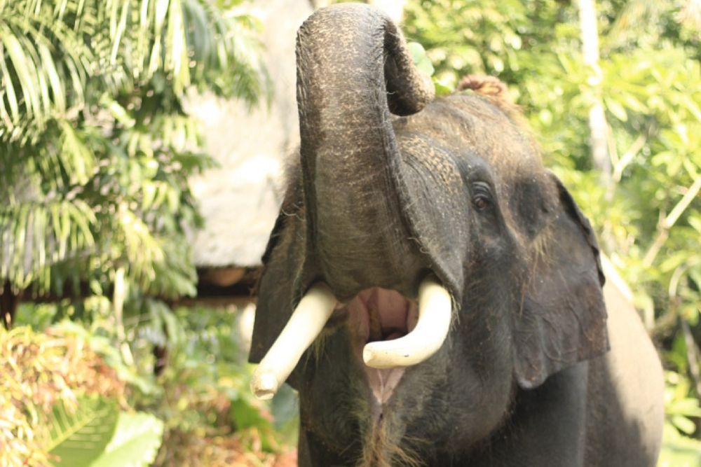Parc animalier de Lombok - Image 4 of 6