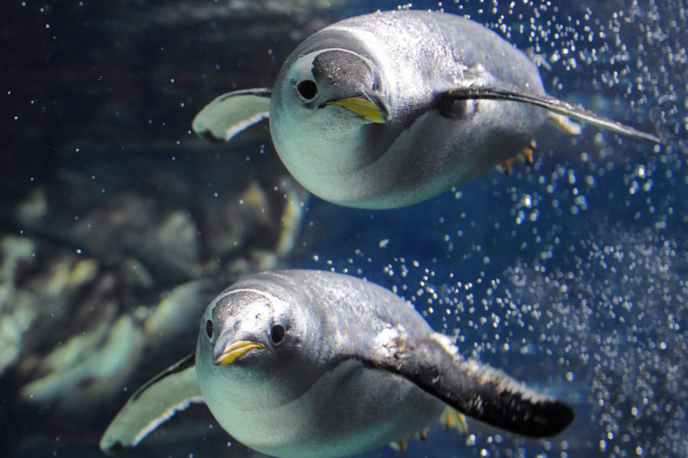 热那亚水族馆 - Image 1 of 5