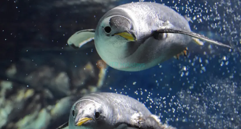 热那亚水族馆 - Image 1 of 5