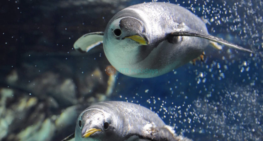 Aquarium of Genoa Italy’s Largest Marine Park - JTR Holidays