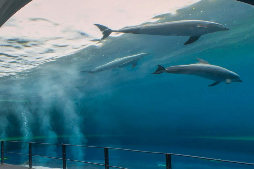 热那亚水族馆 - Image 2 of 5