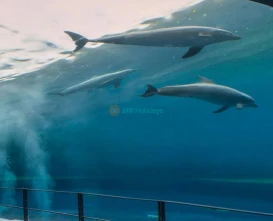 Aquarium of Genoa Italy’s Largest Marine Park - JTR Holidays