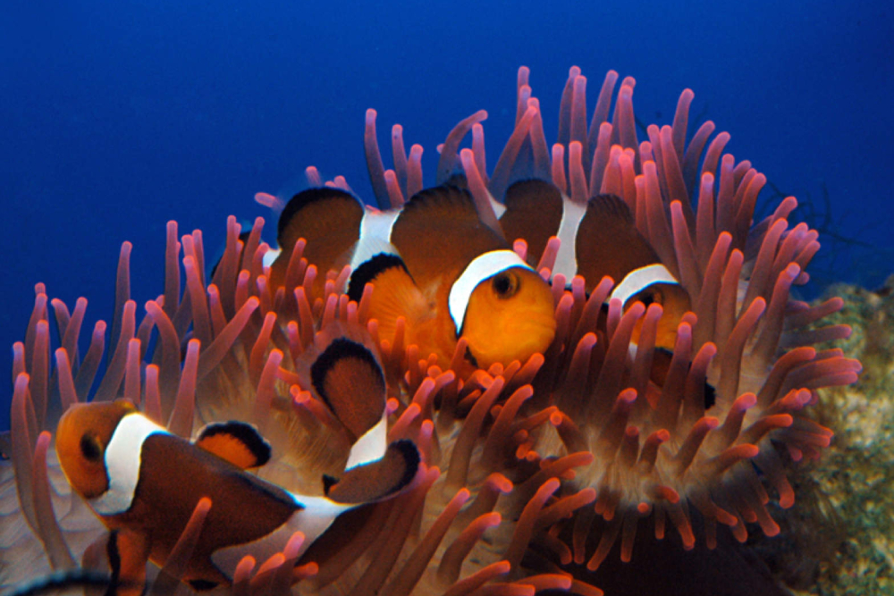 热那亚水族馆 - Image 3 of 5