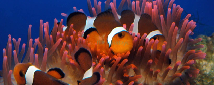 热那亚水族馆 - 图片 3 的 5
