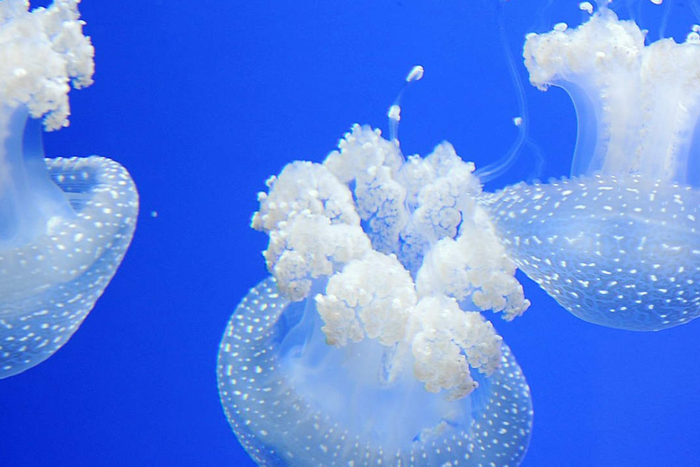 热那亚水族馆 - 图片 4 的 5