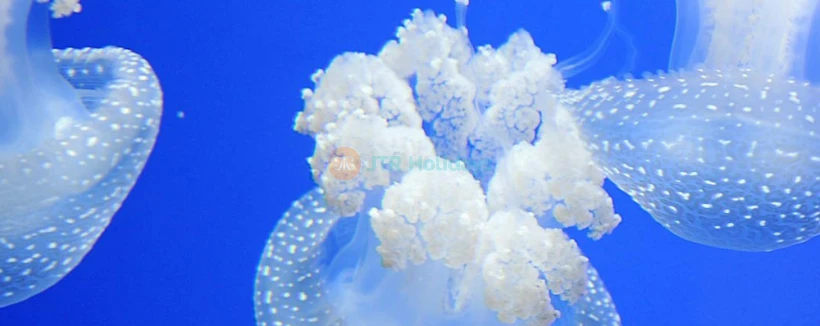 热那亚水族馆 - 图片 4 的 5