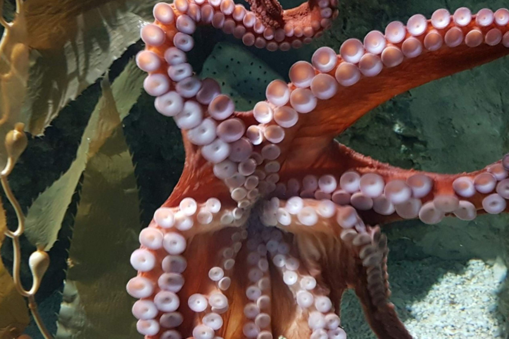 热那亚水族馆 - Image 5 of 5