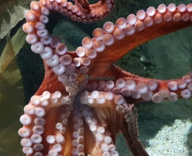 Aquarium of Genoa Italy’s Largest Marine Park - JTR Holidays