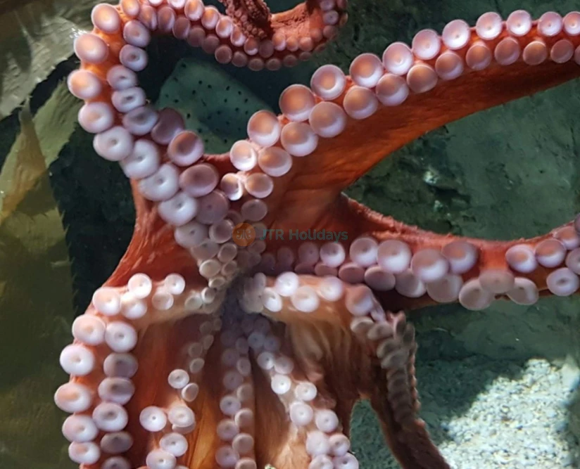 Aquarium of Genoa - Image 5 of 5