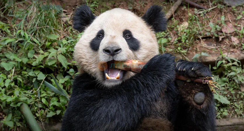 San Diego Zoo – World-Famous Wildlife Adventure in California-JTR Holidays