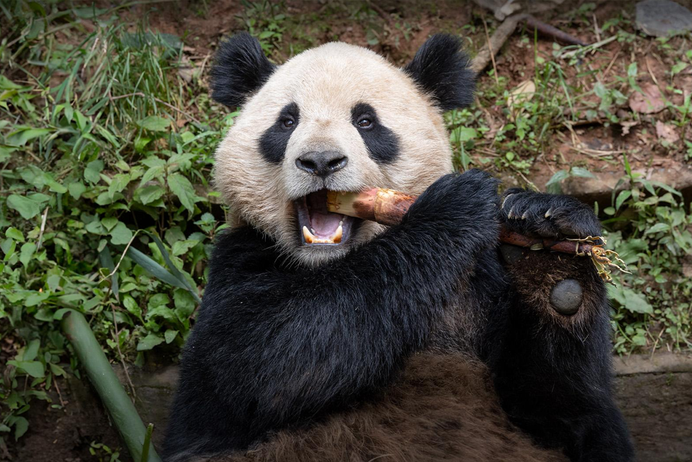 圣地亚哥动物园 - Image 1 of 5