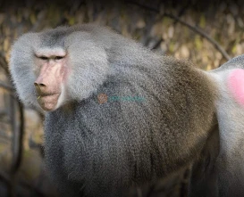 San Diego Zoo – World-Famous Wildlife Adventure in California-JTR Holidays