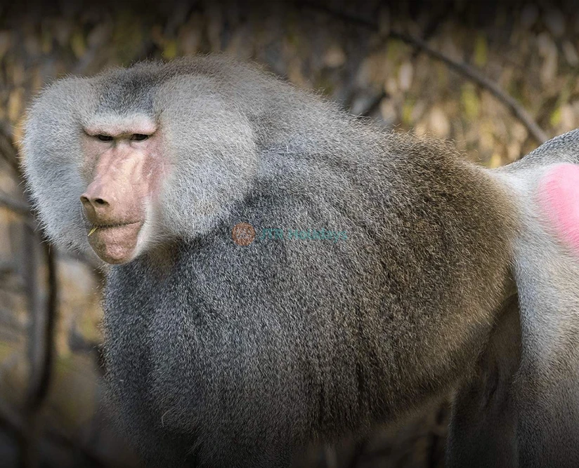 San Diego Zoo - Image 2 of 5