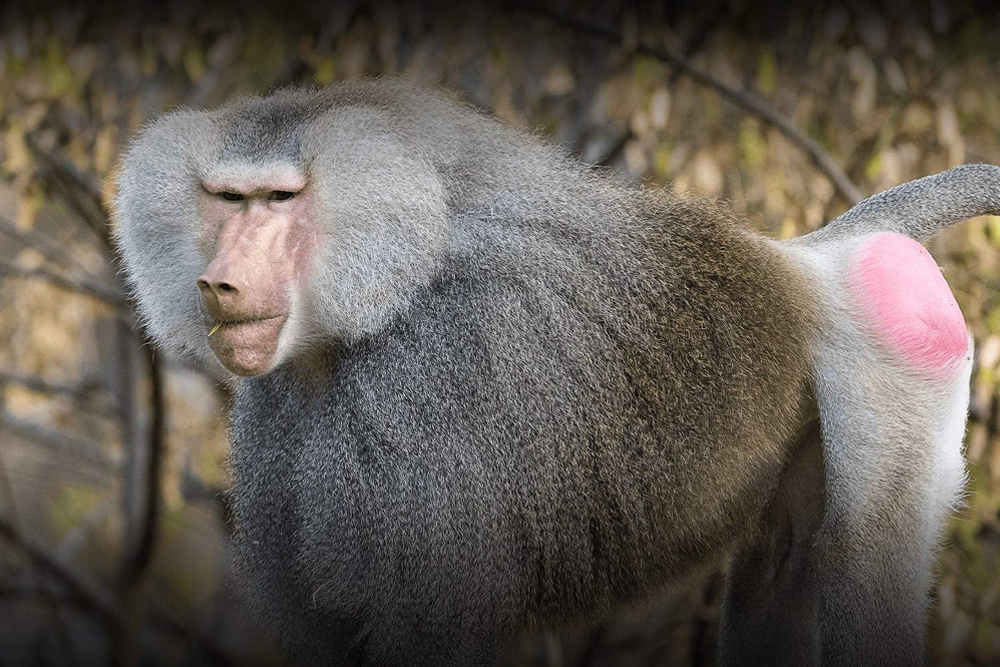 圣地亚哥动物园 - Image 2 of 5