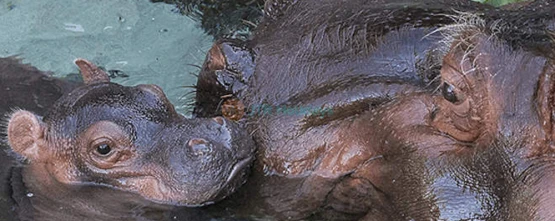 San Diego Zoo – World-Famous Wildlife Adventure in California-JTR Holidays