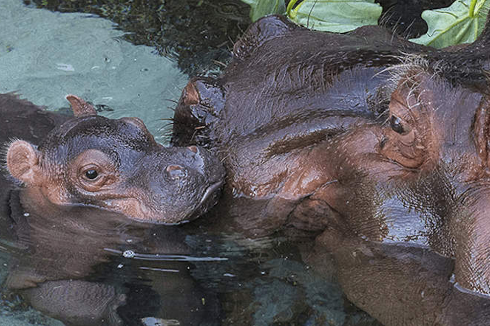 圣地亚哥动物园 - 图片 4 的 5