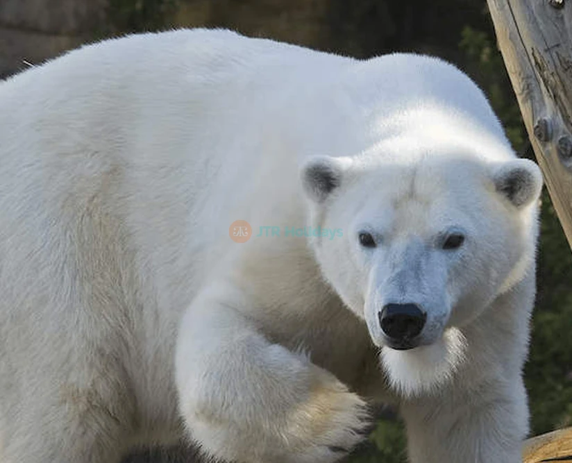 San Diego Zoo - Image 5 of 5