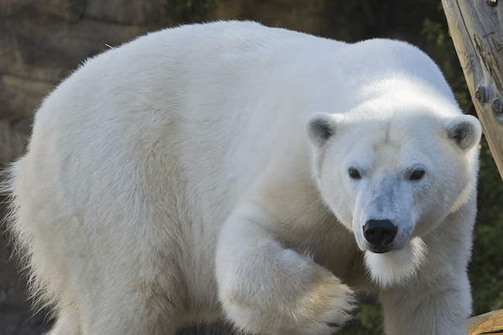 圣地亚哥动物园 - 图片 5 的 5