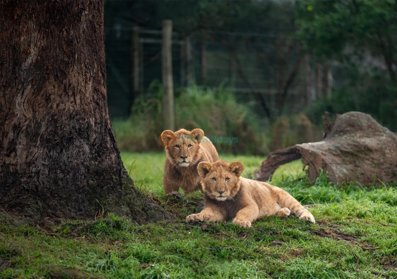 Biglietto per Mogo Wildlife Park