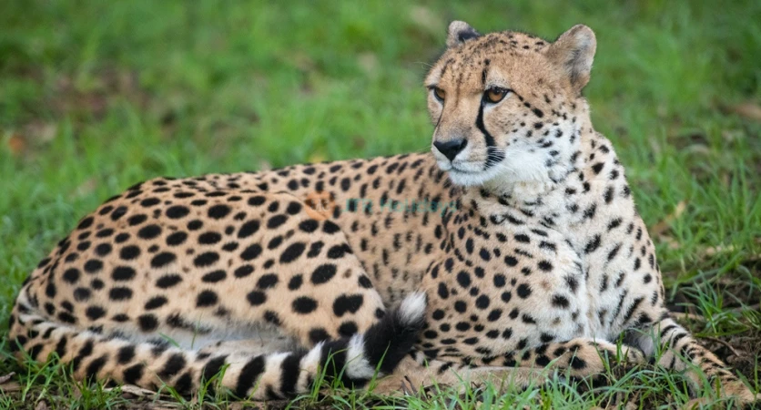 Mogo Wildlife Park Ticket – Book Online for Animal Encounters & Entry Deals - JTR Holidays