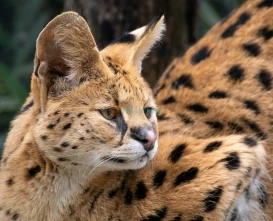 Mogo Wildlife Park Ticket – Book Online for Animal Encounters & Entry Deals - JTR Holidays
