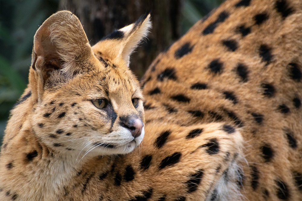 莫果野生动物园门票 - Image 2 of 7